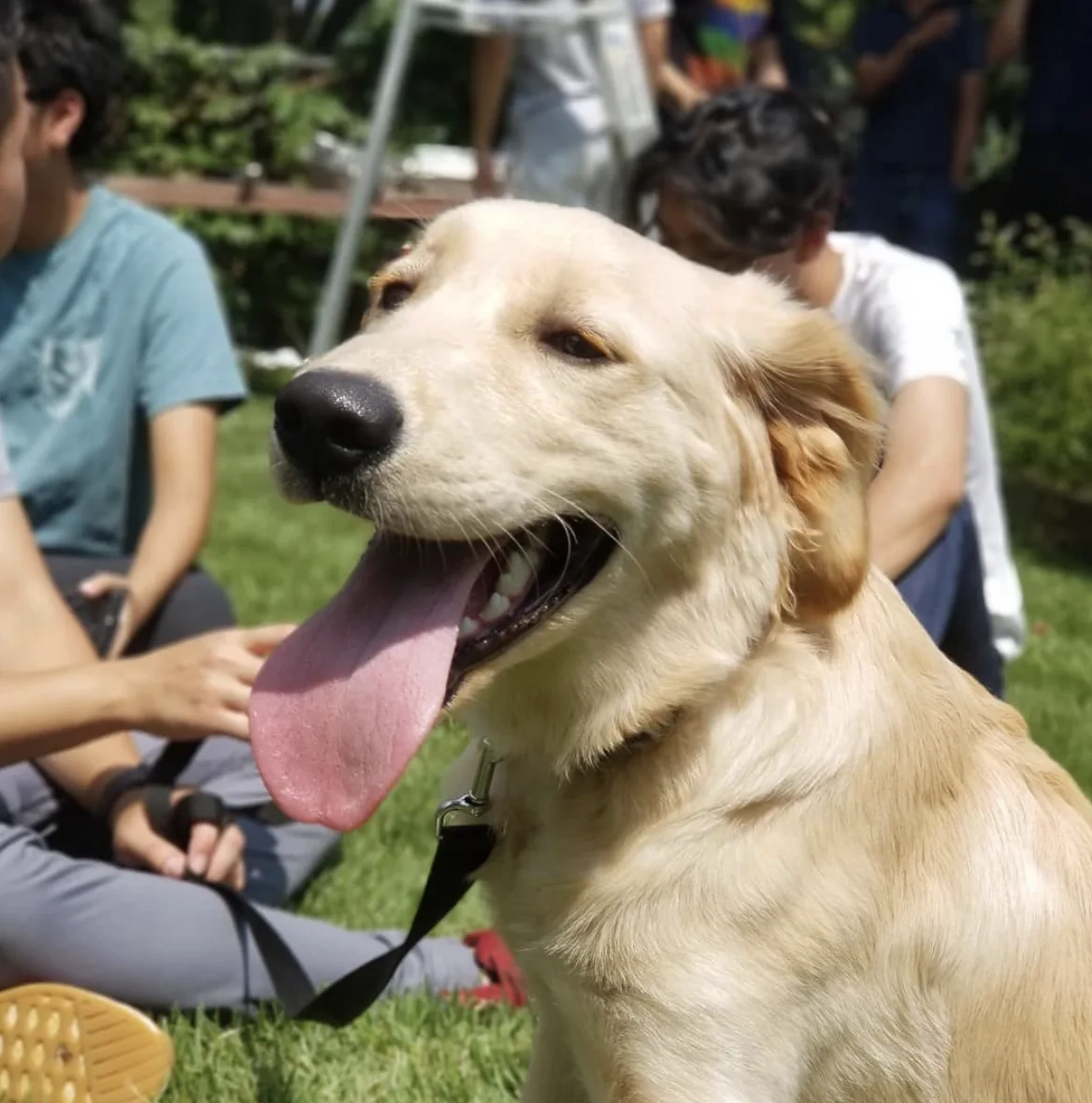 Image credit: Instagram | benzenethechemdog