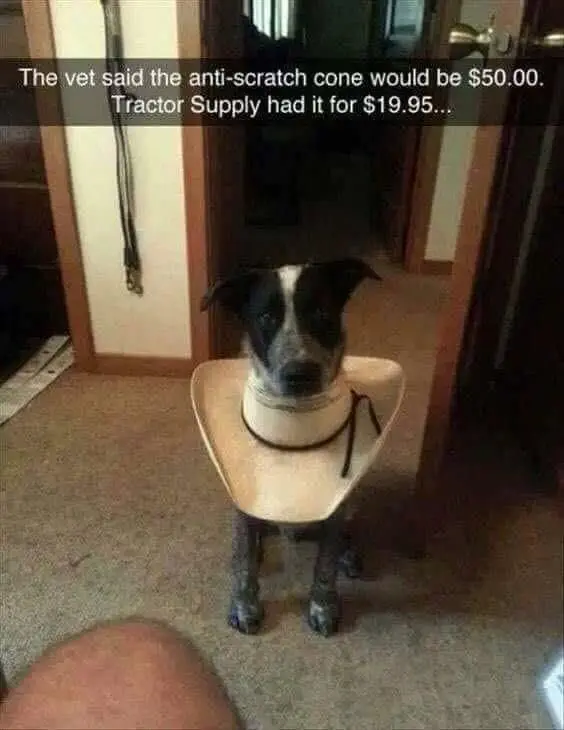 Image credit: Reddit | nvalenti27