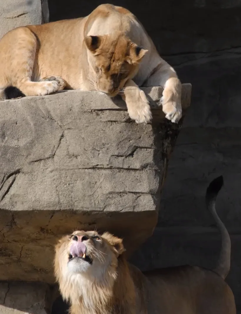 Image credit: Facebook | Brookfield Zoo