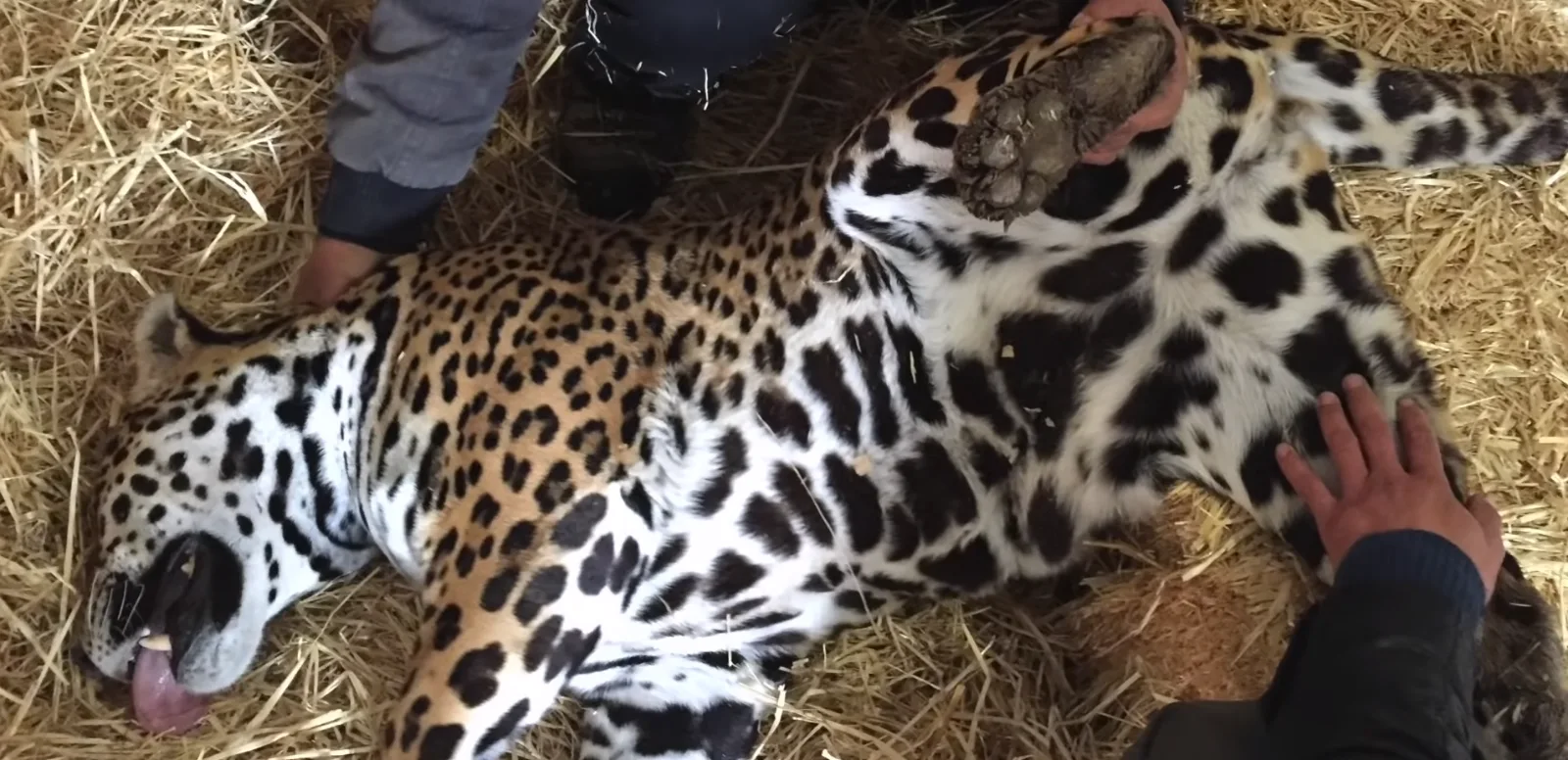 Image credit: Reddit | Veterinario Online