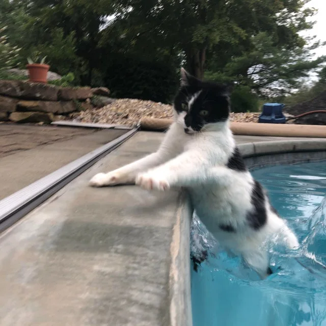 Image credit: Reddit | catbrains420