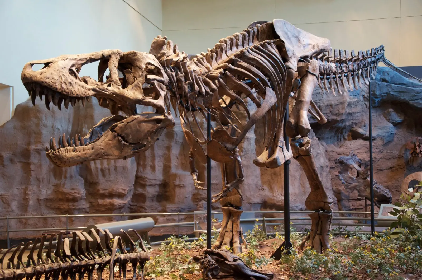 Image credit: https://diplycom5cc47.zapwp.com/q:i/r:0/wp:1/w:1/u:https://commons.wikimedia.org/wiki/File:Tyrannosaurus_Rex_Holotype.jpg