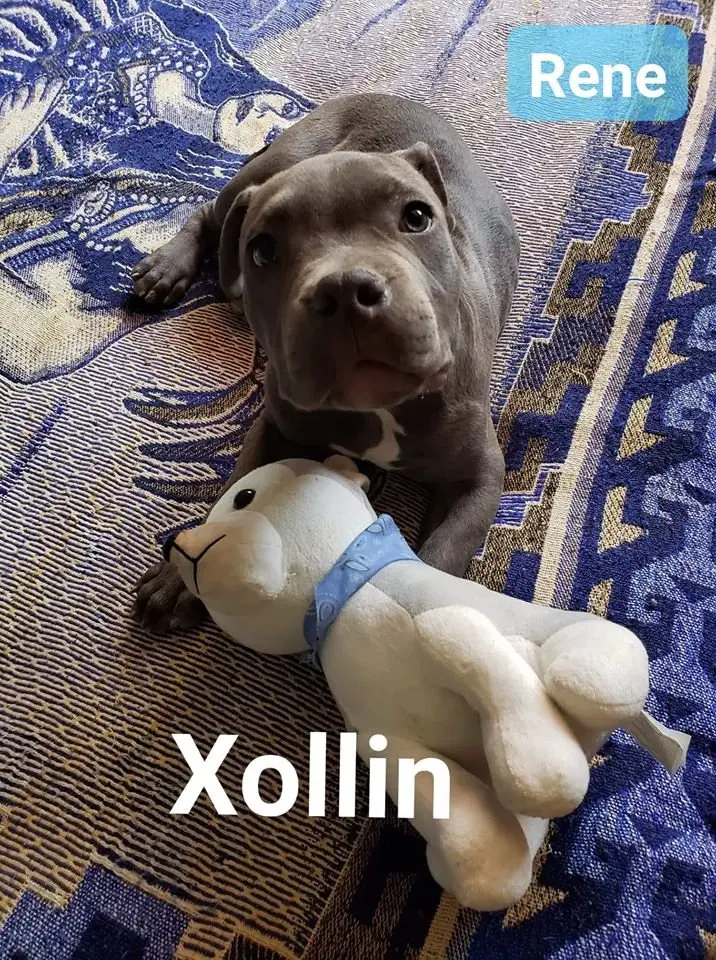 Image credit: Facebook | Xollin