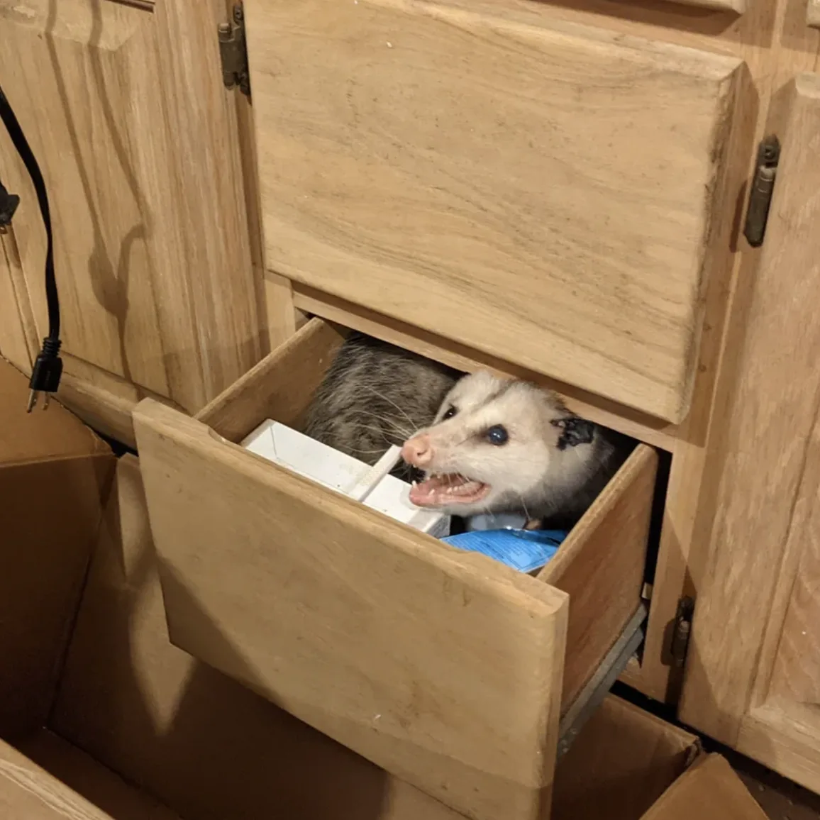 Image credit: Reddit | Momatty