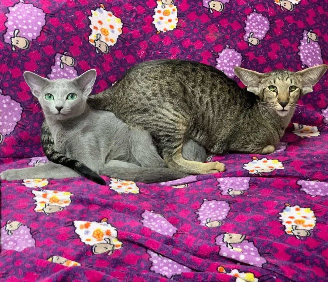 Image credit: Instagram | @yeswecatcattery