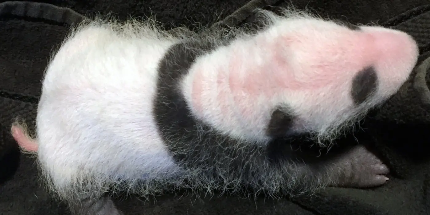 Image credit: National Zoo
