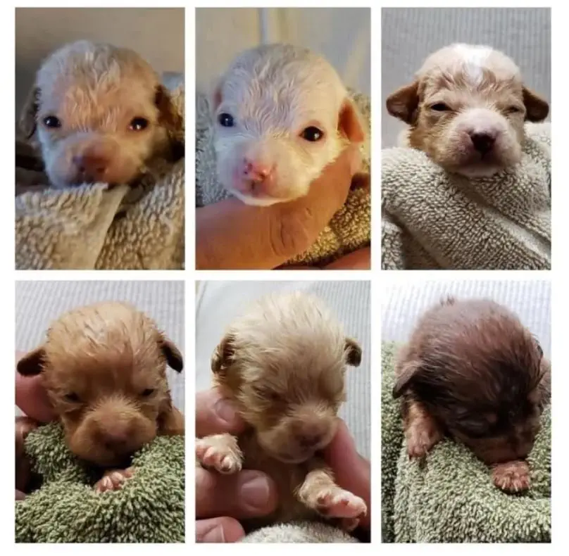 Image credit: Riverside County Animal Services