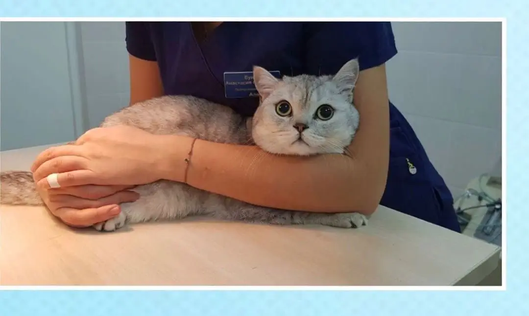 Image credit: Instagram | @vetklinika_almavet_spb