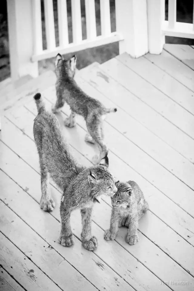 Image credit: Facebook | Tim Newton Photography