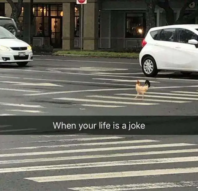 Image credit: Reddit | Radish00