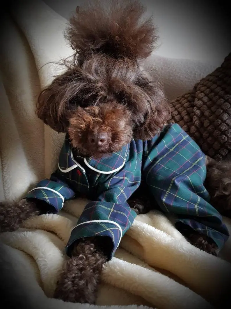Image credit: Etsy | ThePoshPawsCompany