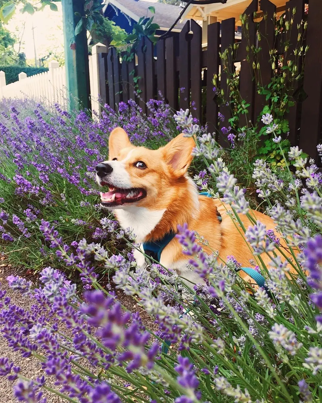 Image credit: Instagram | @mortimerthecorgi