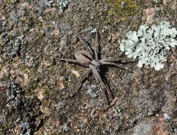 Image credit: iNaturalist