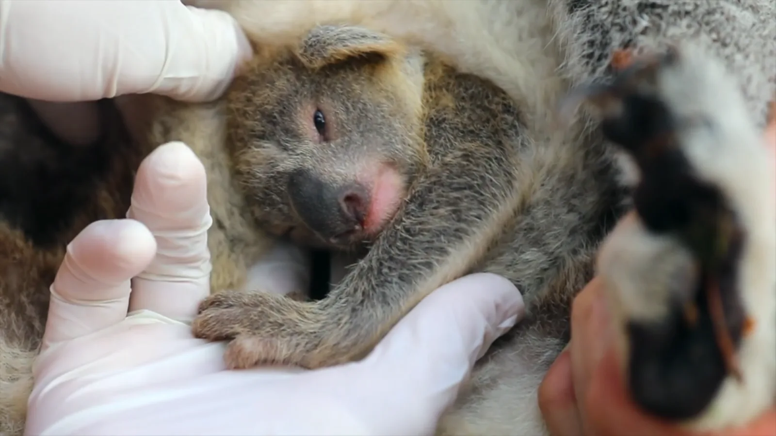 Image credit: Facebook | Australian Reptile Park