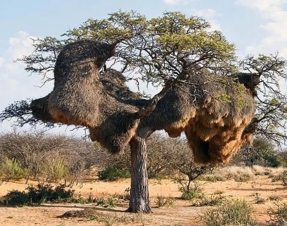 Image credit: Reddit | APHTHARTO