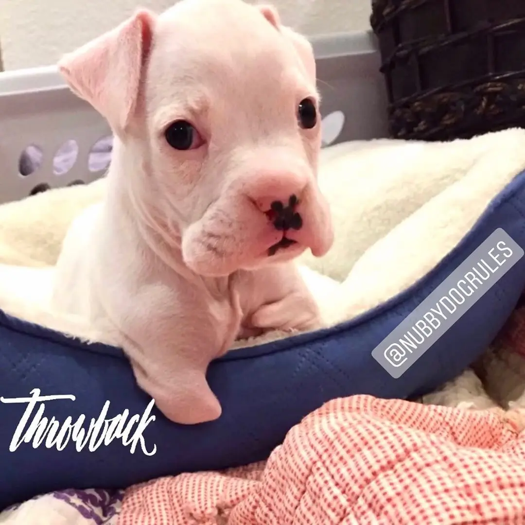 Image credit: Instagram | @nubbydogrules