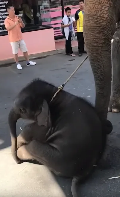 Image credit: YouTube | Daily Mail