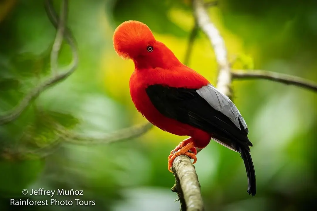 Image credit: Instagram | @rainforest_photo_tours