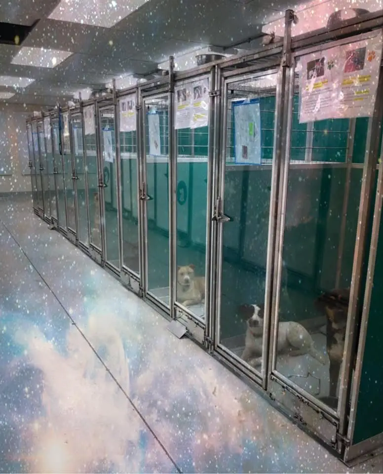 Image credit: Facebook | OKC Animal Welfare