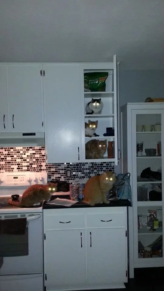 Image credit: Reddit | toncinap
