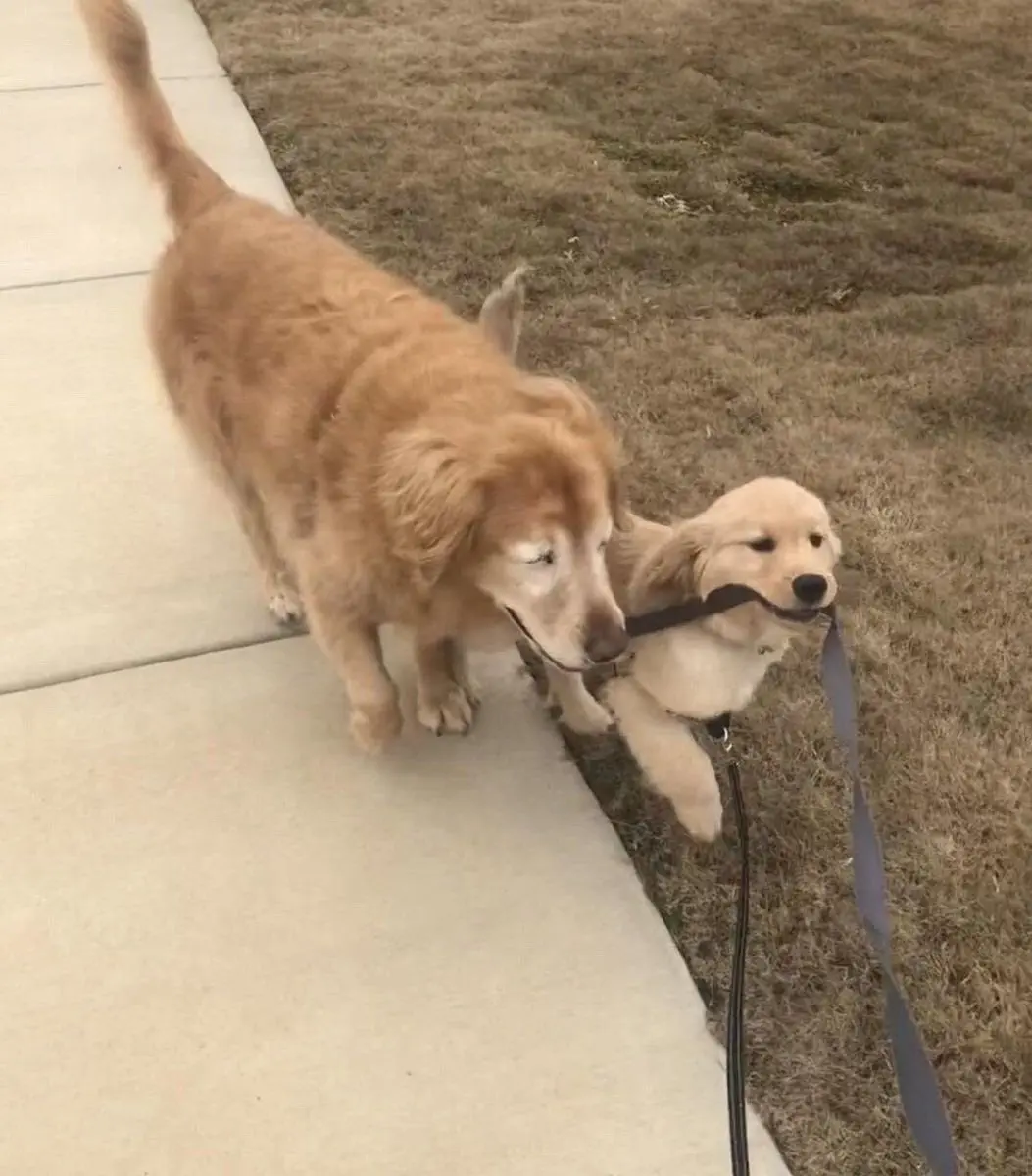 Image credit: Twitter | @dog_rates