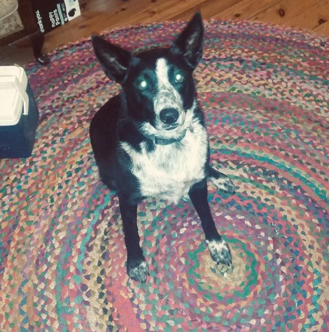 Image credit: Instagram | @patsythecorryongwonderdog