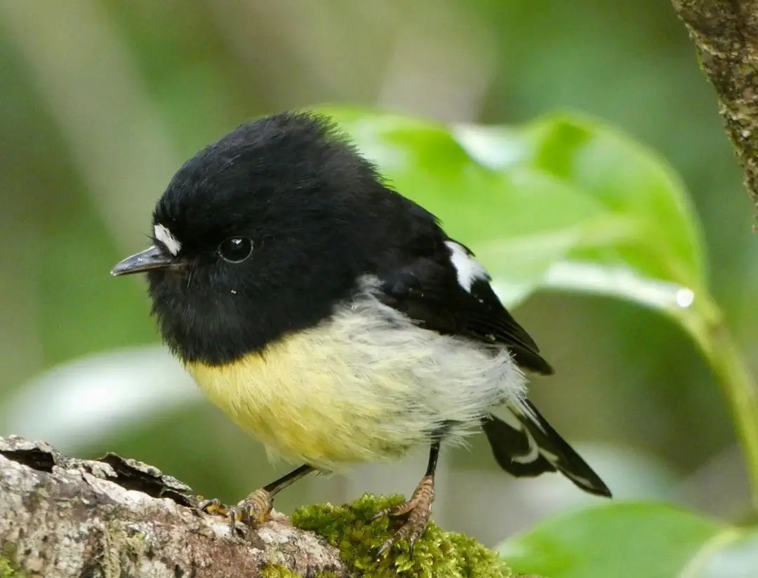 Image credit: Instagram | @birdfluencer