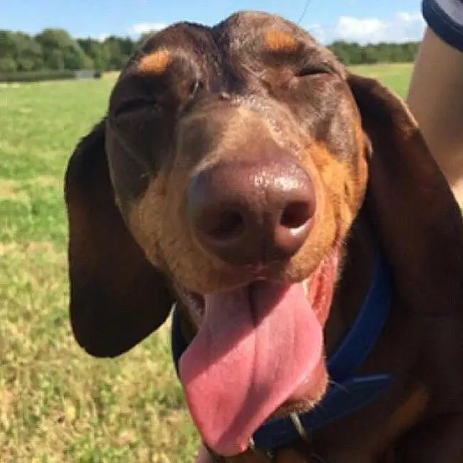 Image credit: Instagram | @rolo.thehotdog