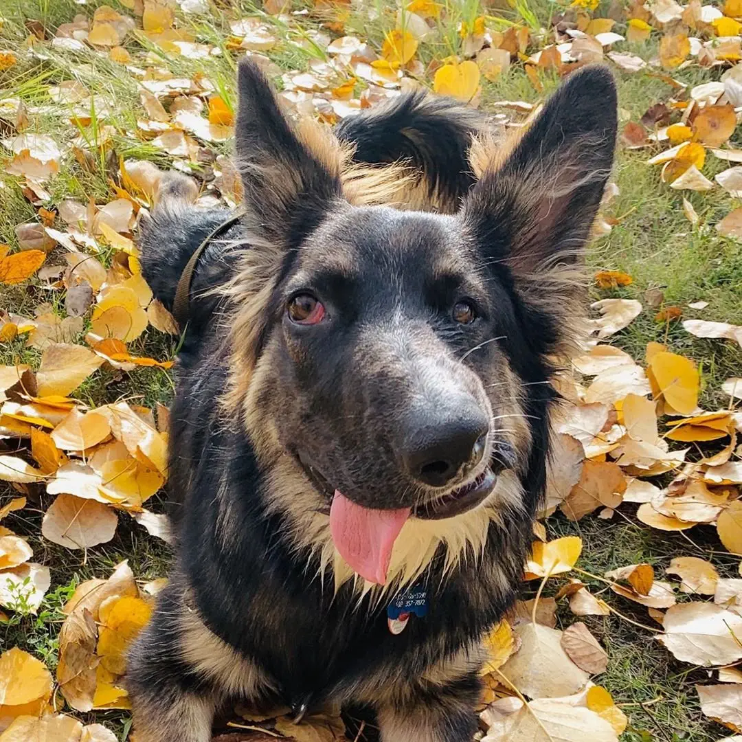 Image credit: Instagram | @bestboybrodie