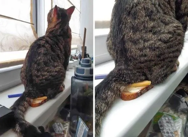 Image credit: Reddit | SachiCaesar