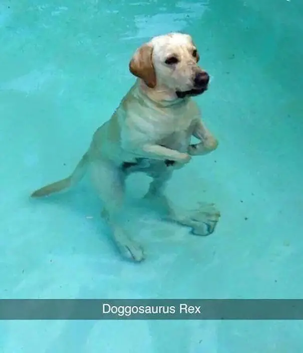 Dog in pool (Image credit: Reddit | NoM_NoM_Sn1p3r)
