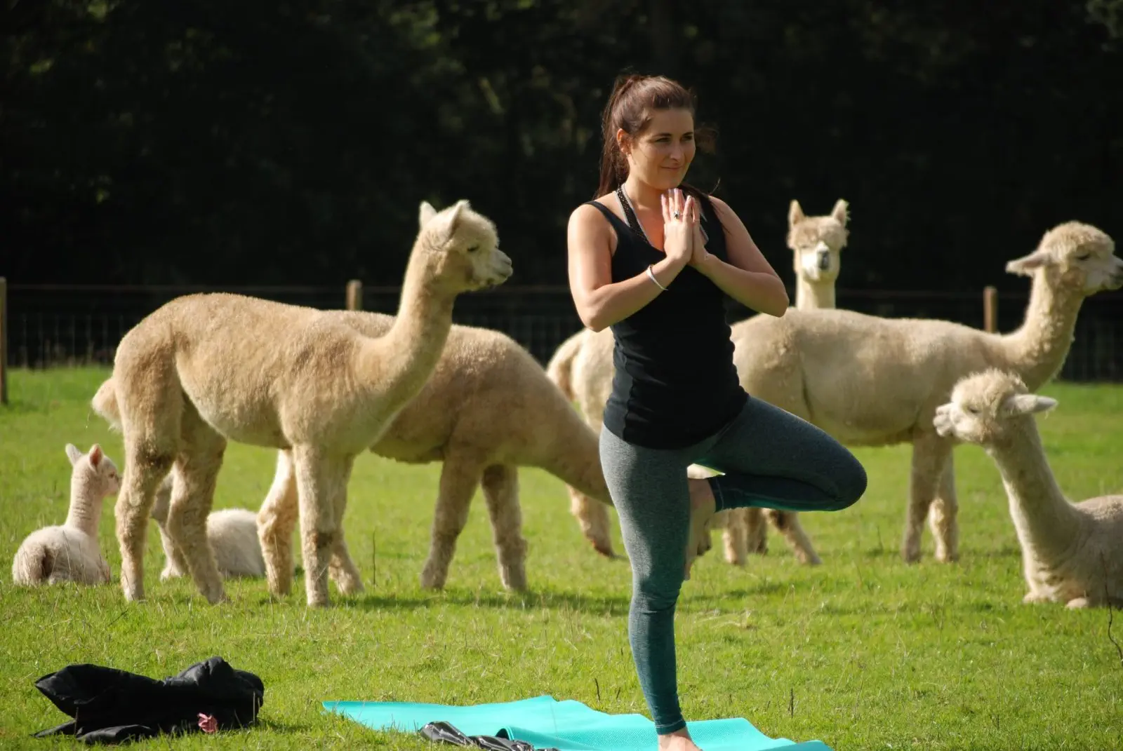 Image credit: Facebook | Rosebud Alpacas