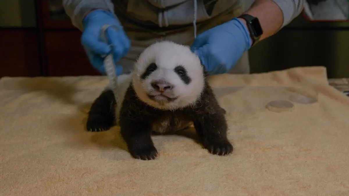 Image credit: National Zoo