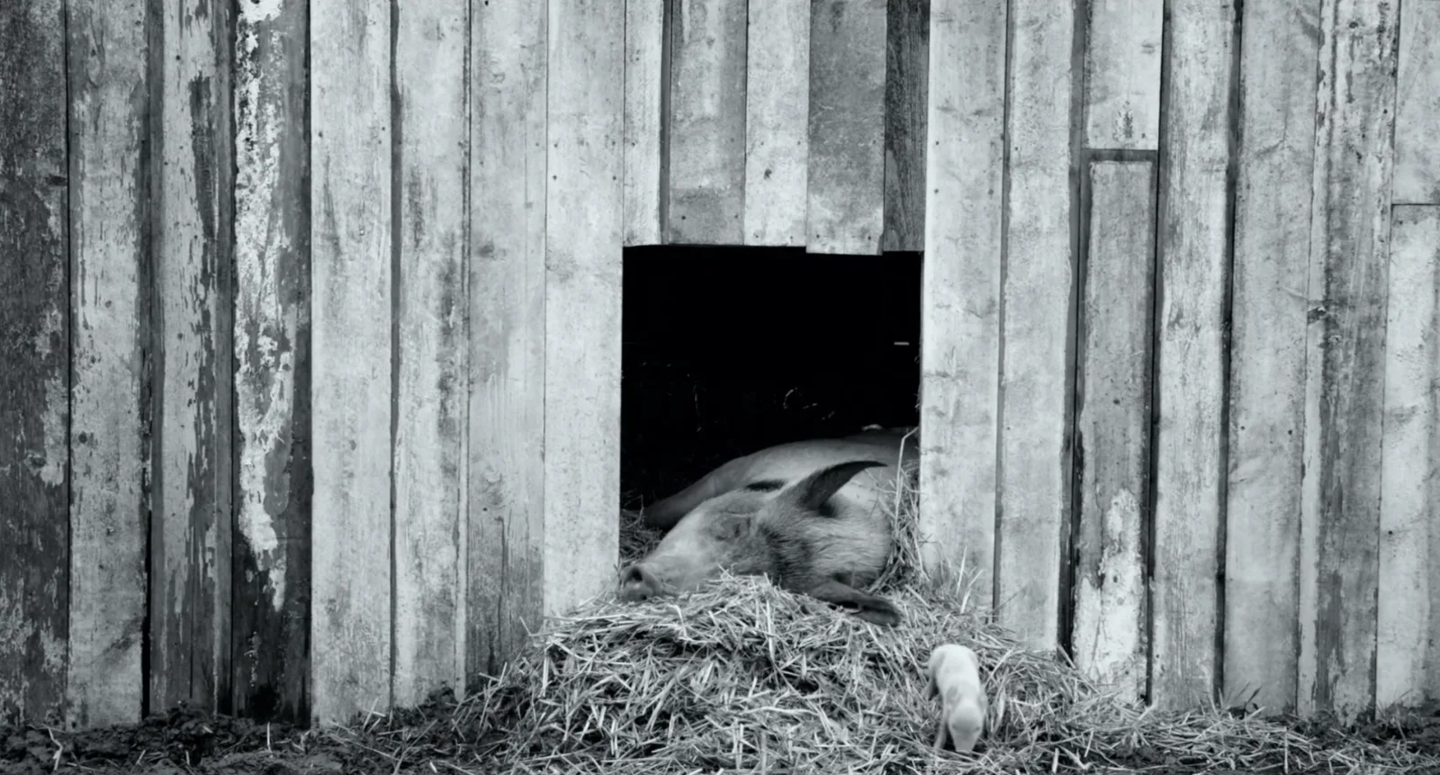 Image credit: Elevation Pictures via YouTube