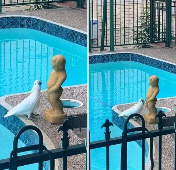 Image credit: Reddit | doge_universe