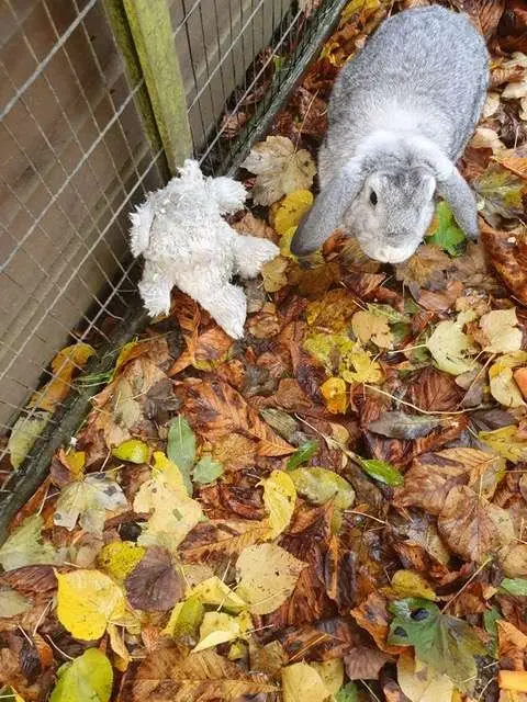 Image credit: RSPCA