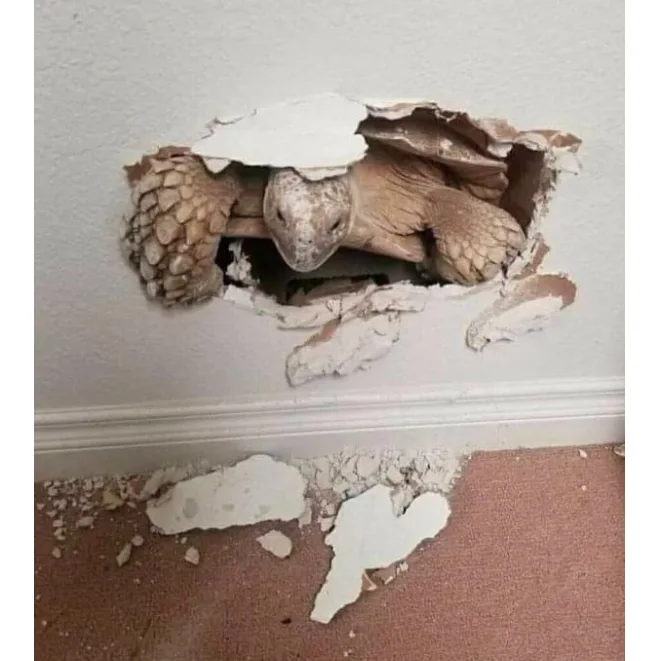 Image credit: Reddit | jamatosoup