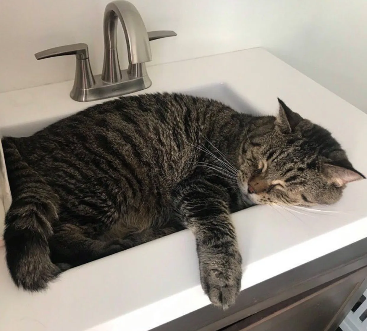 Image credit: Twitter | @MorrisAnimal