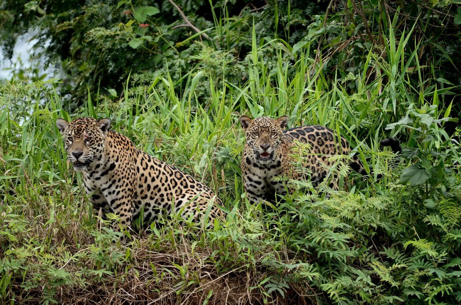 Image credit: https://diplycom5cc47.zapwp.com/q:i/r:0/wp:1/w:1/u:https://commons.wikimedia.org/wiki/File:6528_Pantanal_jaguars_JF.jpg