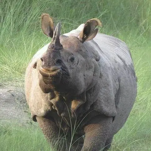 Image credit: Bardiya National Park
