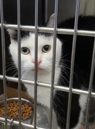 Image credit: Facebook | Mitchell County Animal Rescue, Inc-North Carolina
