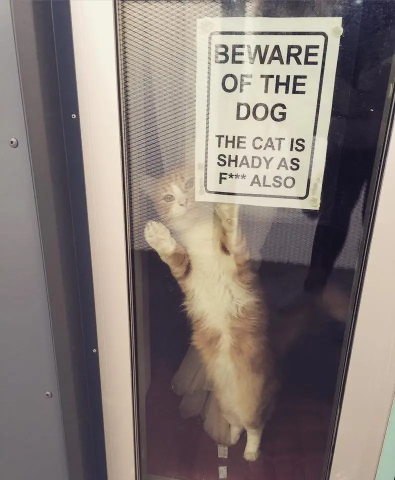 Image credit: Reddit | Lucyintehsky