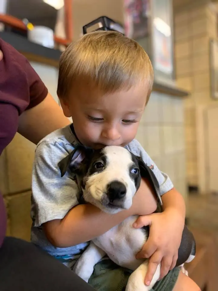 Image credit: Facebook | Jackson County Animal Shelter - Michigan