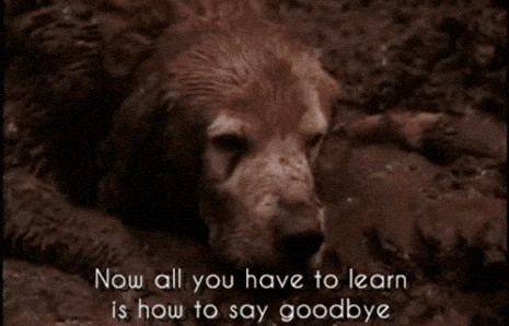 Image credit: Giphy