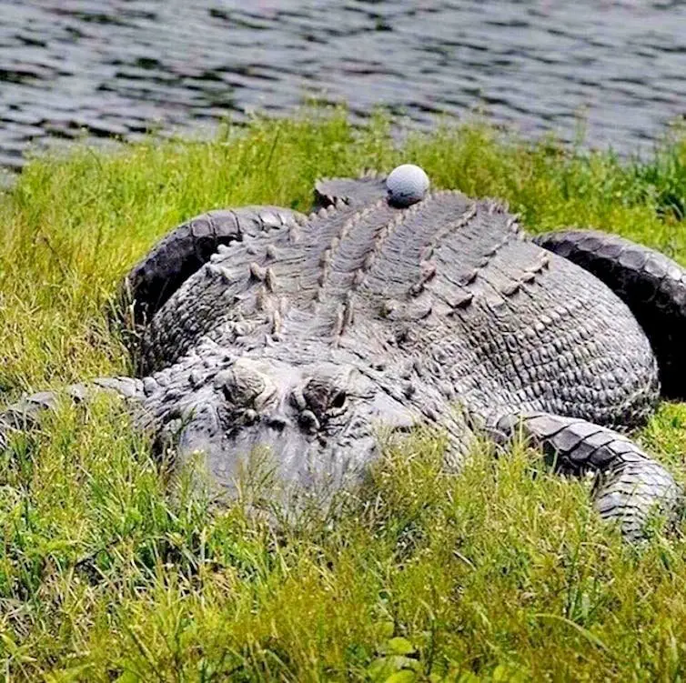 Image credit: Reddit | Lontology