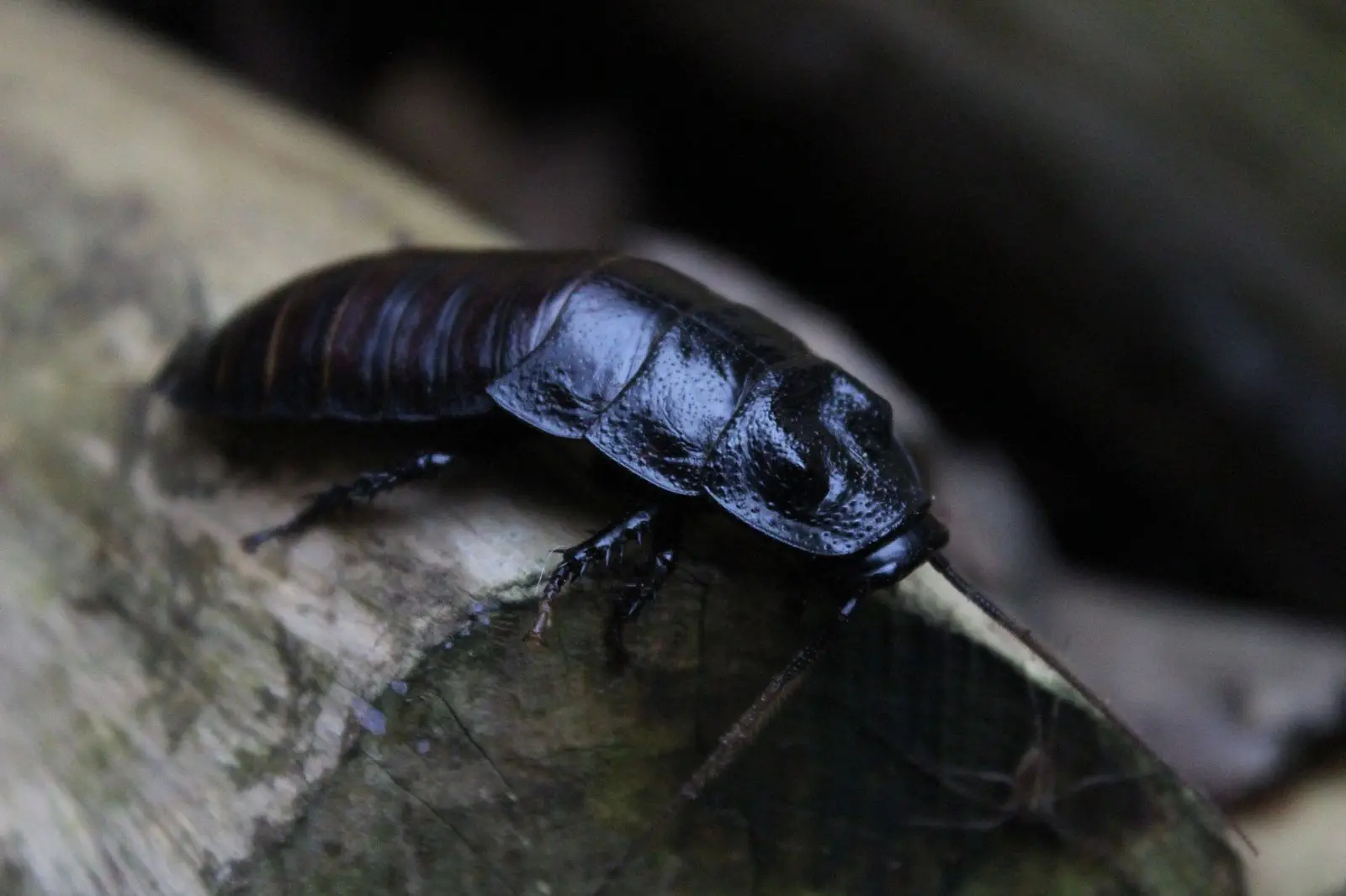 Image credit: Facebook | Hemsley Conservation Centre