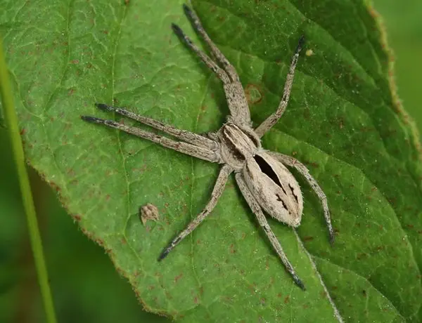 Image credit: iNaturalist