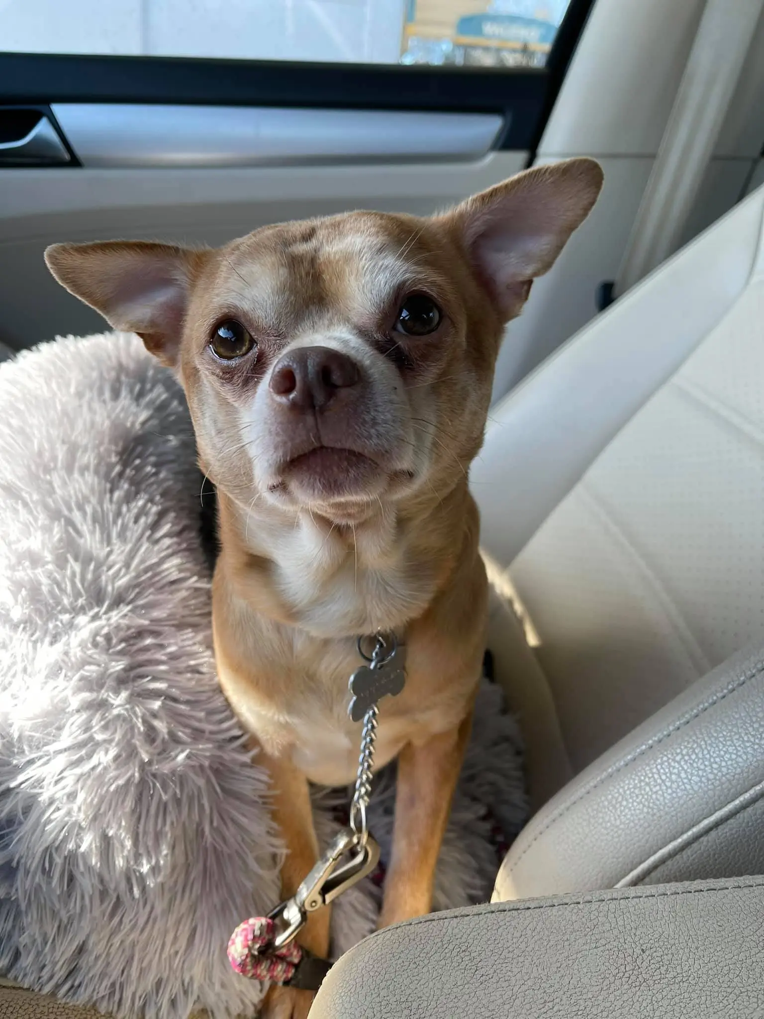 Image credit: Facebook | Second Chance Pet Adoption League