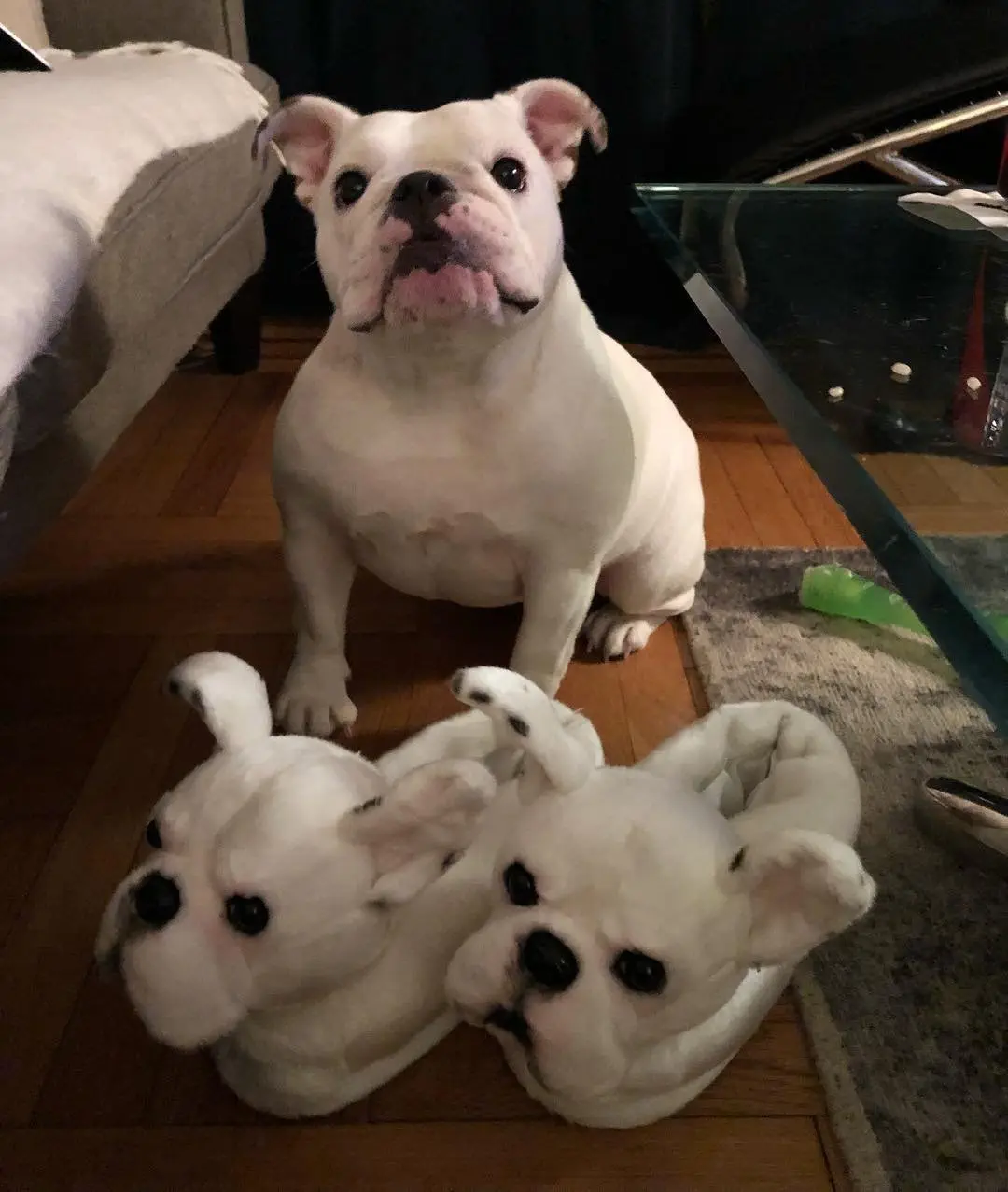 Image credit: Instagram | @audreythebulldog