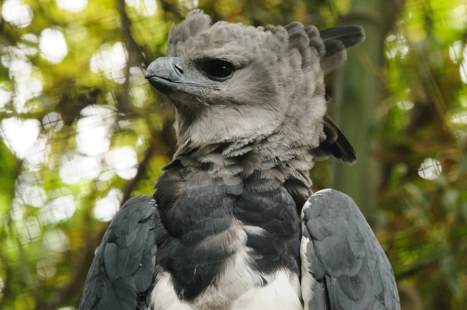 Image credit: https://commons.wikimedia.org/wiki/File:Harpia_harpyja_-Fort_Worth_Zoo,_Texas,_USA-8a_(1).jpg